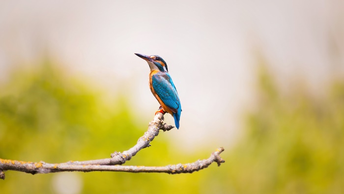 Kingfisher bird perched on a branch