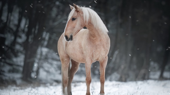 Palomino horse in a snowy forest