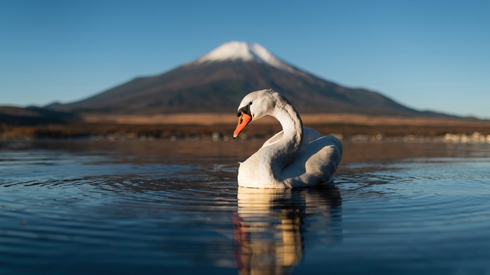 Swan in front of Mount Fuji 4K