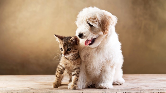 Kitten and Puppy 4K