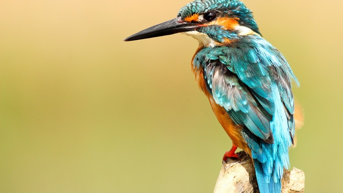 Kingfisher bird perched on a branch, 4K