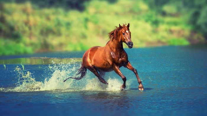 Brown horse running through water 4K