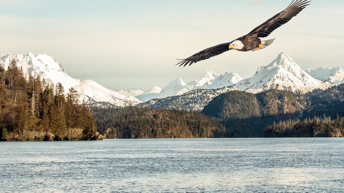 Bald eagle flying over a lake with snow-capped mountains