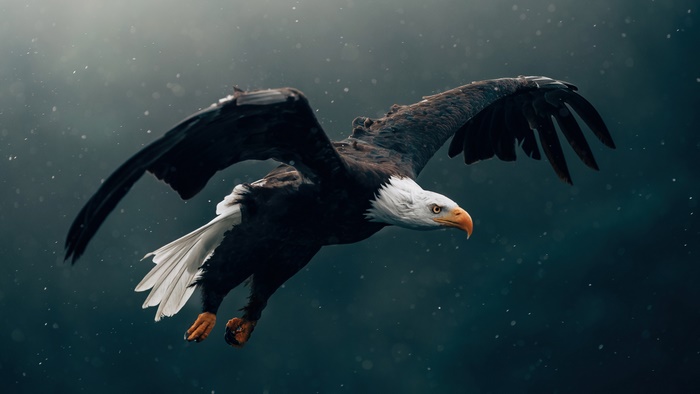 Bald eagle flying in the air