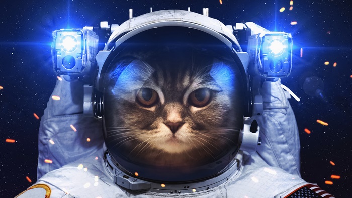 Cat astronaut in space 4K