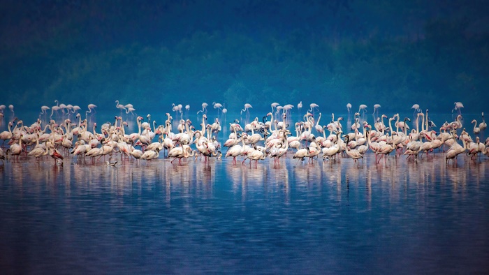 Flock of Flamingos in Water 4K