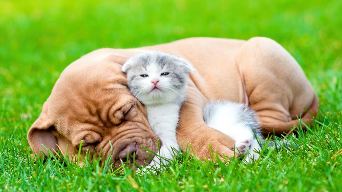 Cute Bulldog and Kitten Sleeping on Grass 4K