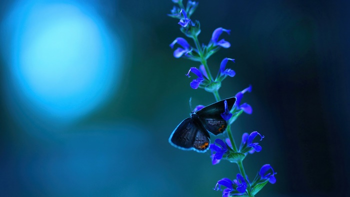 Butterfly on a blue flower in 4K