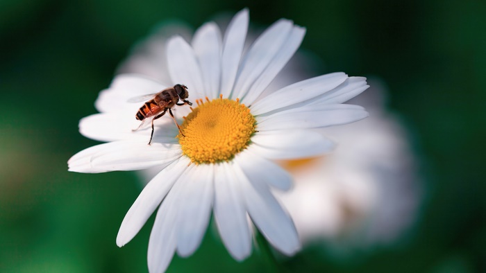 Bee on a daisy flower 4K