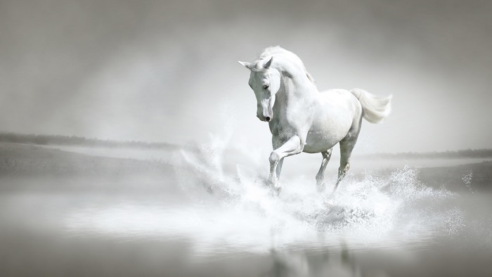 White horse running through water