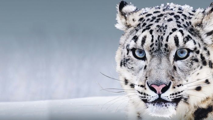 Close-up of a Snow Leopard with Blue Eyes