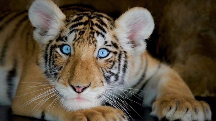 Tiger cub with bright blue eyes