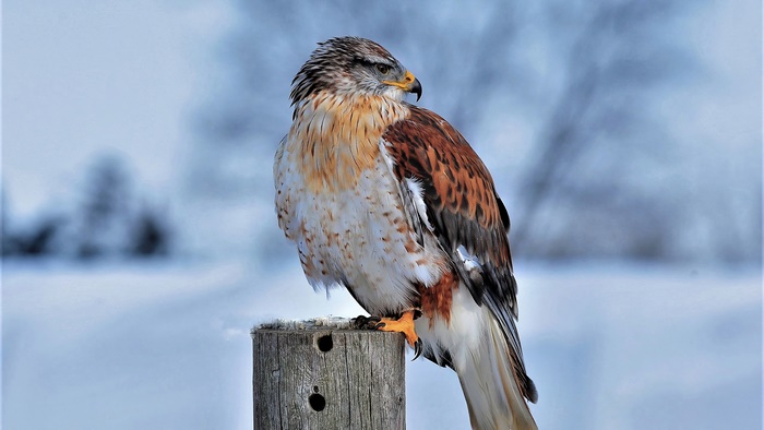 Hawk perched on a wooden post in the snow