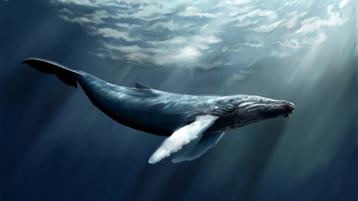Humpback Whale Swimming Underwater
