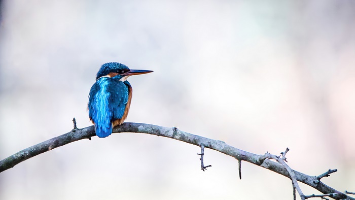 Kingfisher bird perched on a branch, 4K