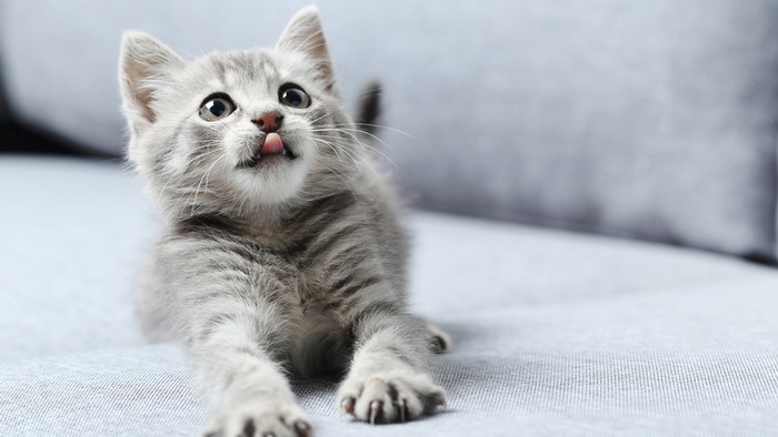 A small grey kitten with its tongue sticking out