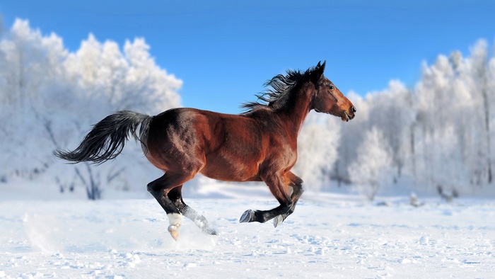 Brown horse running in a snowy field