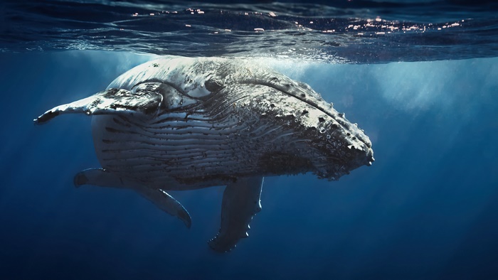 Humpback whale swimming in the ocean, 4K