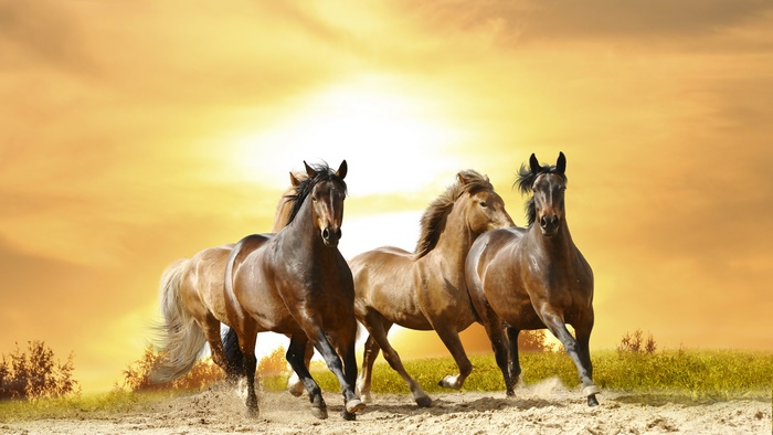 Three horses running at sunset 4K