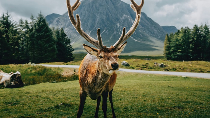 Deer with Antlers in a Mountain Landscape 4K