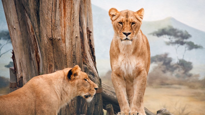 Two lionesses in a savanna landscape 4K
