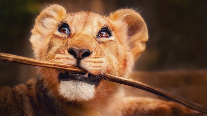 Cute lion cub chewing on a stick