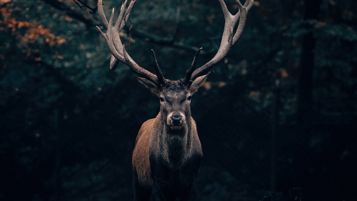 Majestic Stag with Large Antlers in Forest 4K