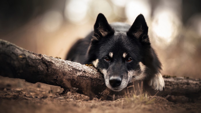 Black dog resting on a log in the forest 4K