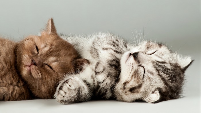 Two cute kittens sleeping