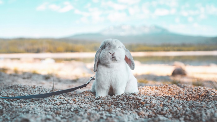 Cute bunny on a leash by a lake