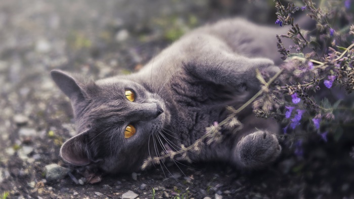Grey cat with yellow eyes lying on the ground