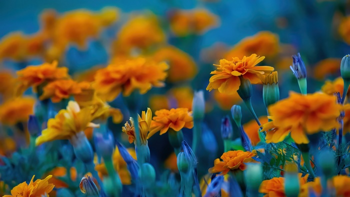 Orange Marigolds in a Field 4K