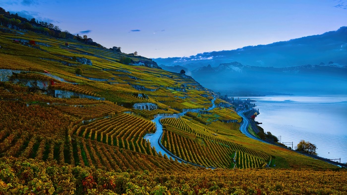 Vineyards on a hillside overlooking a lake at sunrise