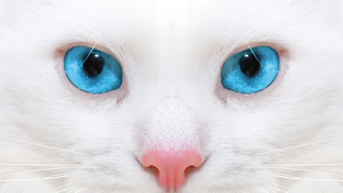 Close-up of a white cat with bright blue eyes