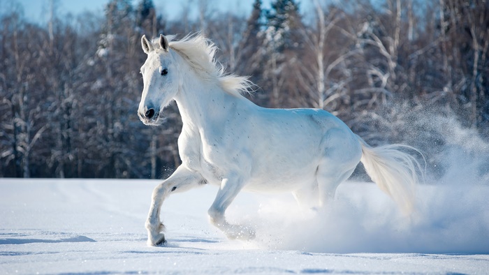 White horse running in a snowy field