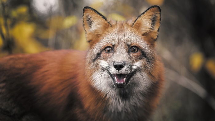 Close-up of a red fox in 4K