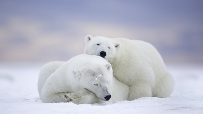 Two polar bears cuddling in the snow, 4K