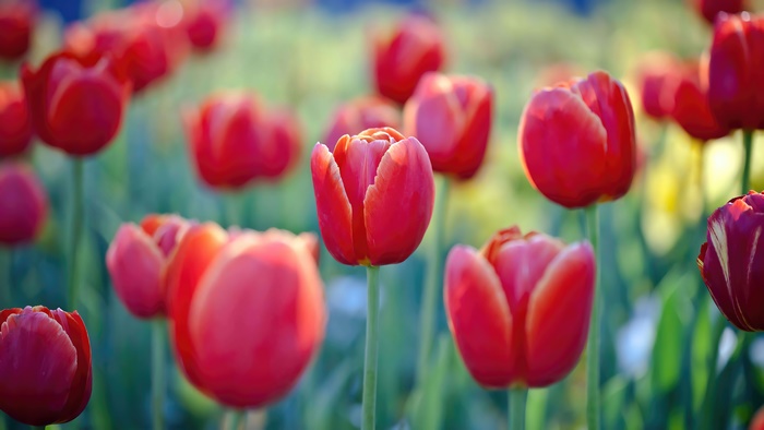 Red Tulips in a Field 4K