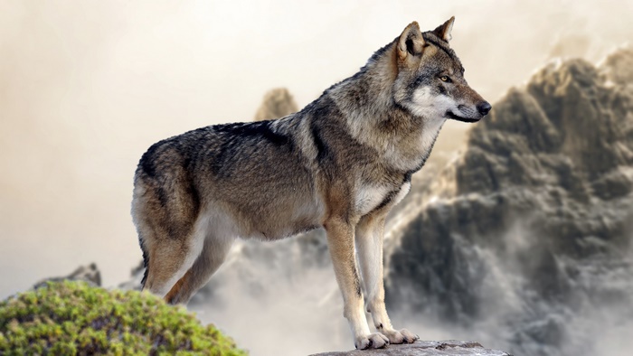 Wolf standing on a rocky outcrop with mountains in the background