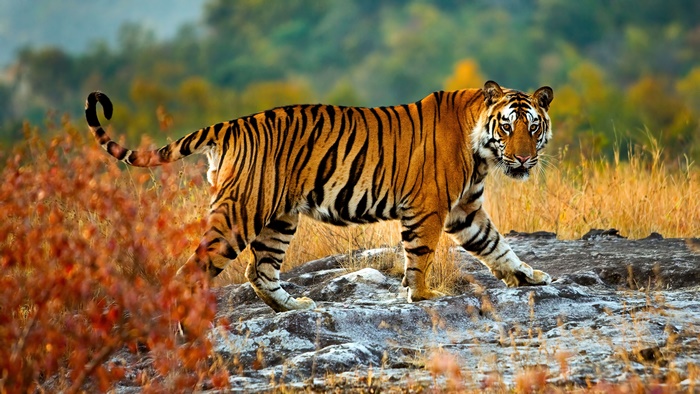 Tiger walking on rocks in nature