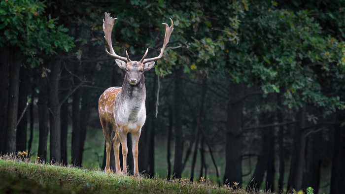 Fallow deer with large antlers in a forest