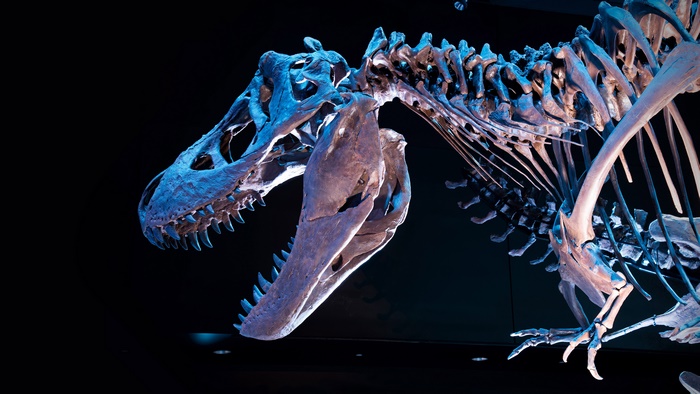 Tyrannosaurus Rex skeleton fossil 4K