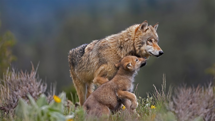 Wolf and cub in a field