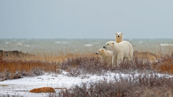 Polar bear family in 4K