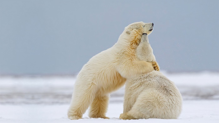 Two polar bears hugging in the snow, 4K