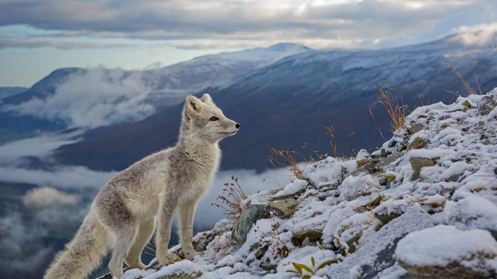 Arctic fox on a snowy mountain 4K
