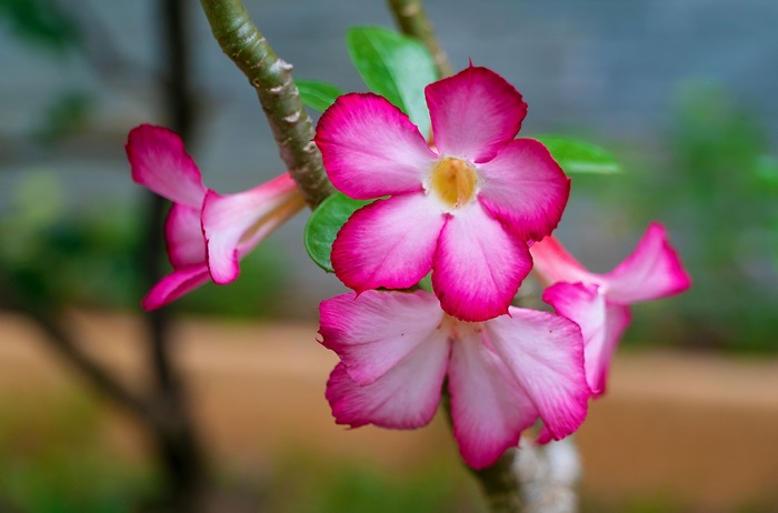 Pink Desert Rose Flowers