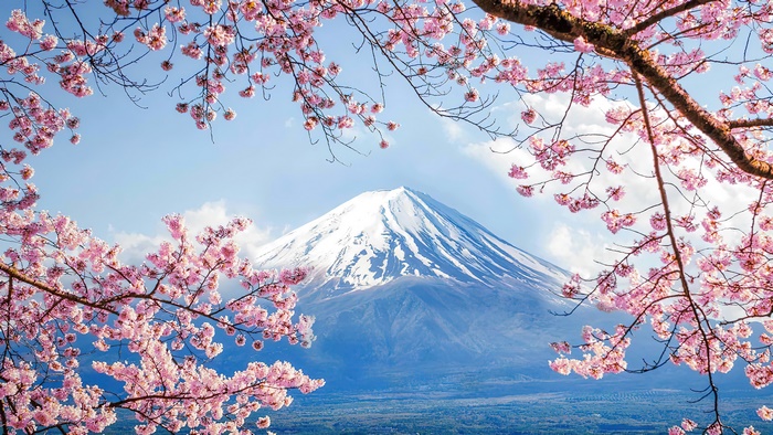 Mount Fuji with Cherry Blossoms in Spring