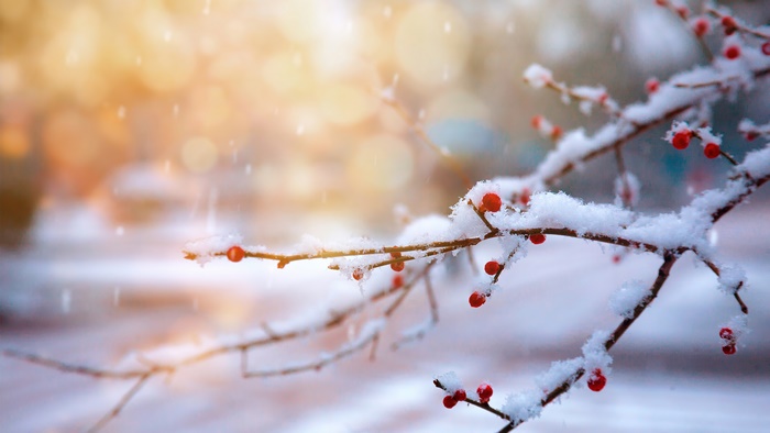 Winter snow on branches with red berries 4K