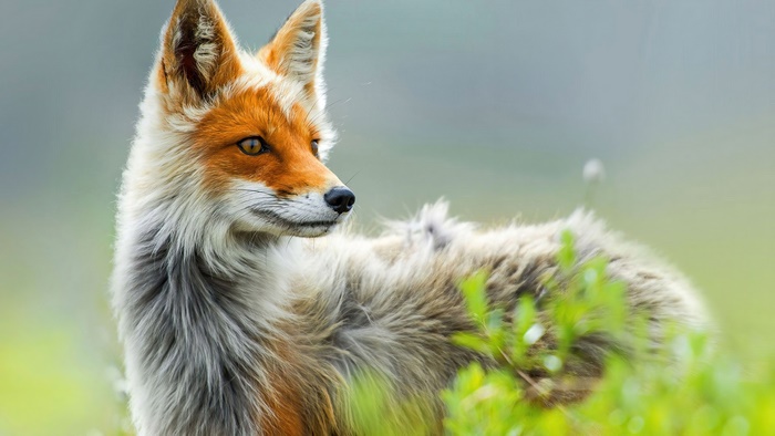 Majestic Fox in Natural Habitat